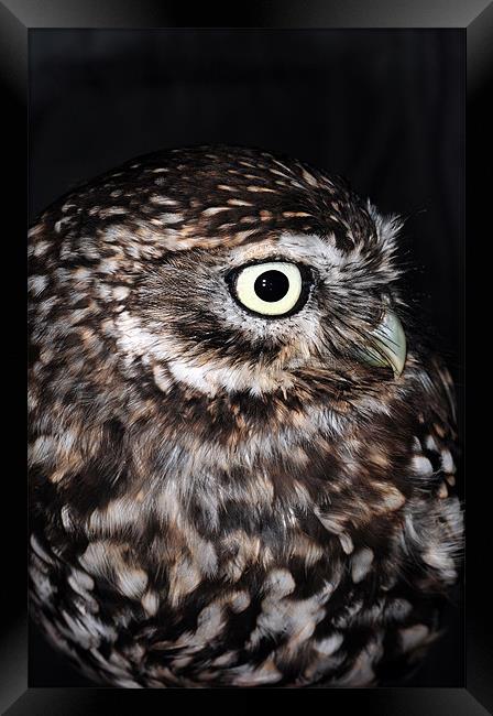The Little Owl Framed Print by stephen walton