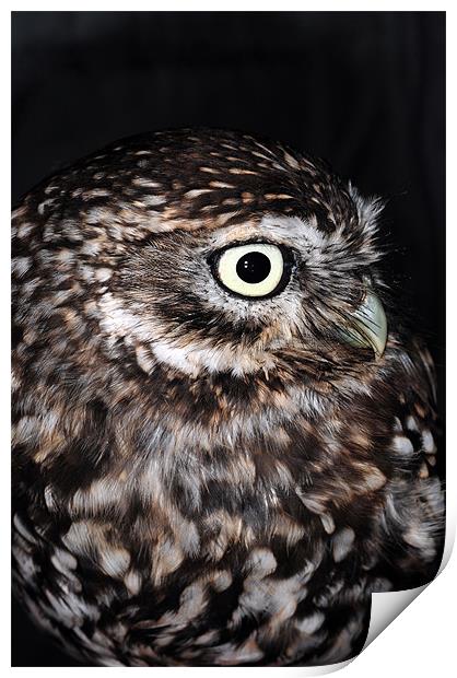 The Little Owl Print by stephen walton