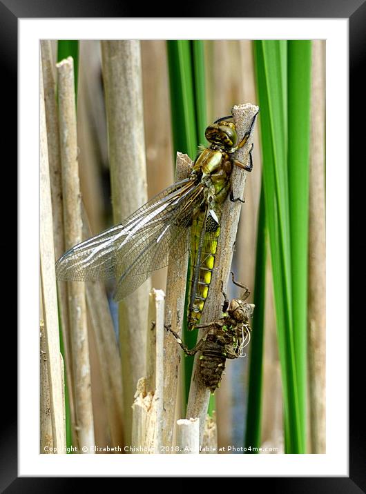 From Nymph to Dragonfly Framed Mounted Print by Elizabeth Chisholm
