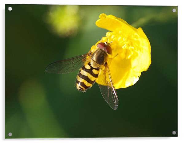 Hover Fly Acrylic by james sanderson