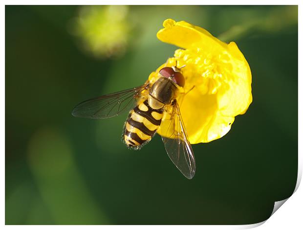 Hover Fly Print by james sanderson