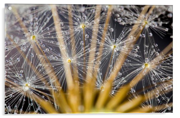 Water Beads on Seeds Acrylic by Kelly Bailey