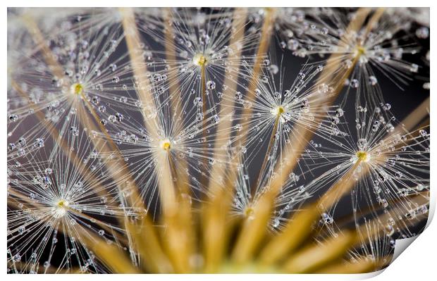 Water Beads on Seeds Print by Kelly Bailey