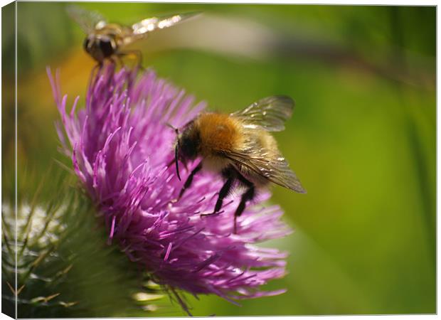 Bee line for a thistle Canvas Print by james sanderson