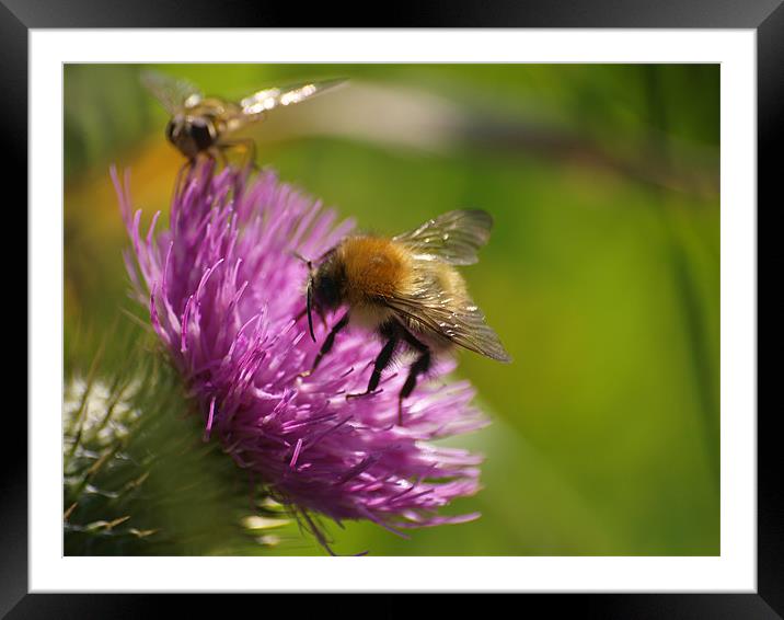Bee line for a thistle Framed Mounted Print by james sanderson
