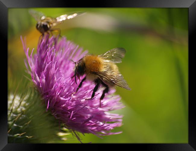 Bee line for a thistle Framed Print by james sanderson