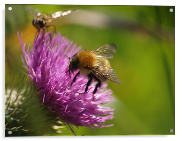 Bee line for a thistle Acrylic by james sanderson