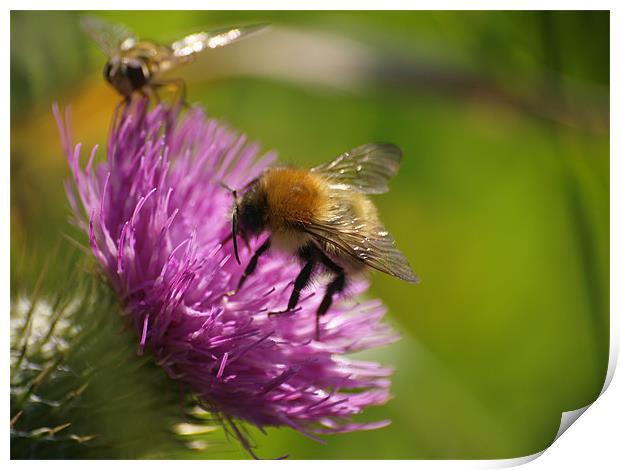 Bee line for a thistle Print by james sanderson