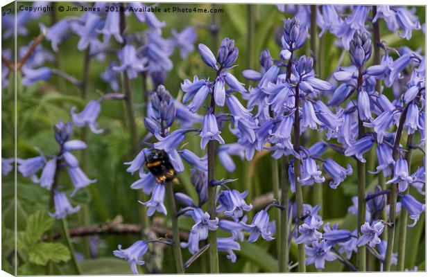 English Bluebells and a Bee Canvas Print by Jim Jones
