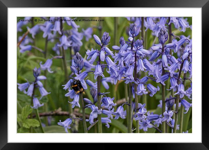 English Bluebells and a Bee Framed Mounted Print by Jim Jones