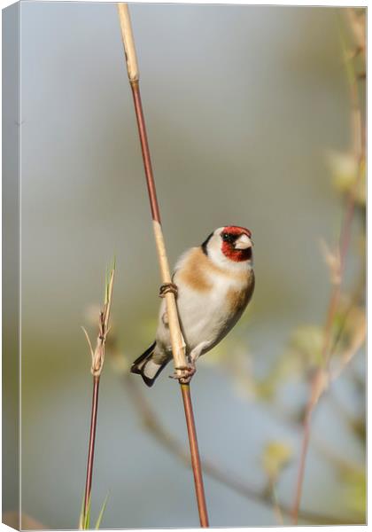 Goldfinch Canvas Print by Pam Sargeant