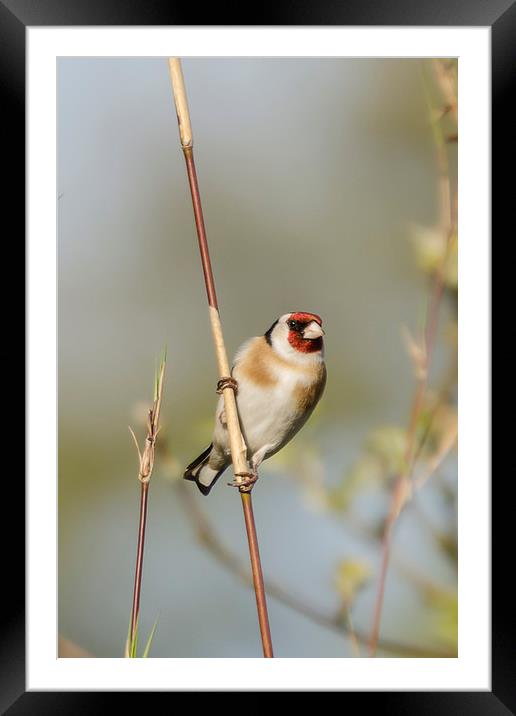 Goldfinch Framed Mounted Print by Pam Sargeant