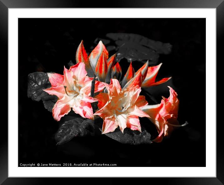 A Burst Of Colour Framed Mounted Print by Jane Metters