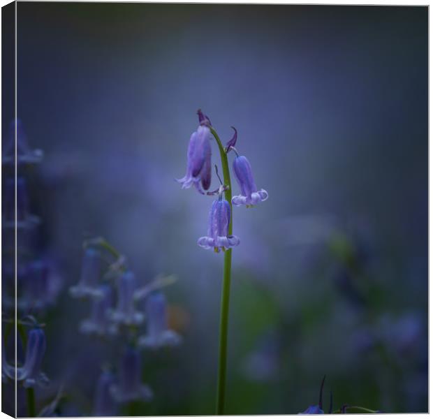 Single Bluebell Canvas Print by Kelvin Trundle
