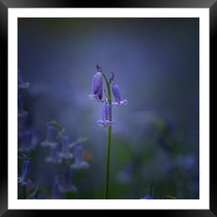 Single Bluebell Framed Mounted Print by Kelvin Trundle