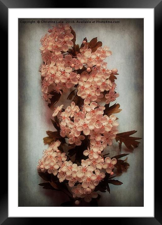 Vintage Blossom In Creamy Pink Framed Mounted Print by Christine Lake