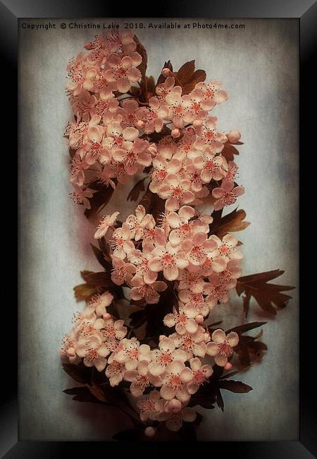 Vintage Blossom In Creamy Pink Framed Print by Christine Lake