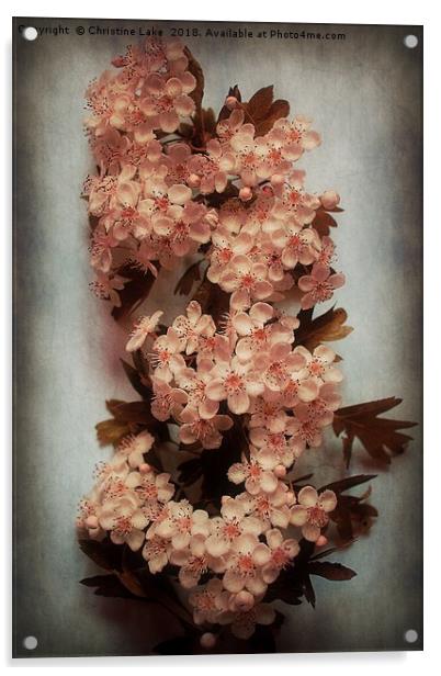 Vintage Blossom In Creamy Pink Acrylic by Christine Lake