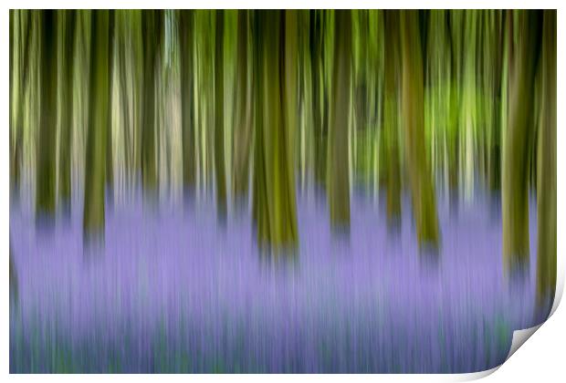 Moving Bluebells Print by Kelvin Trundle