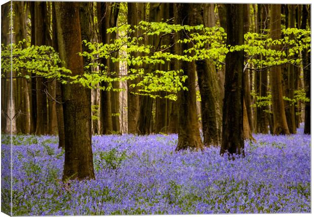Bluebells in Challock woods Canvas Print by Kelvin Trundle