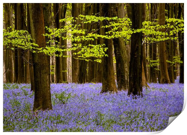 Bluebells in Challock woods Print by Kelvin Trundle