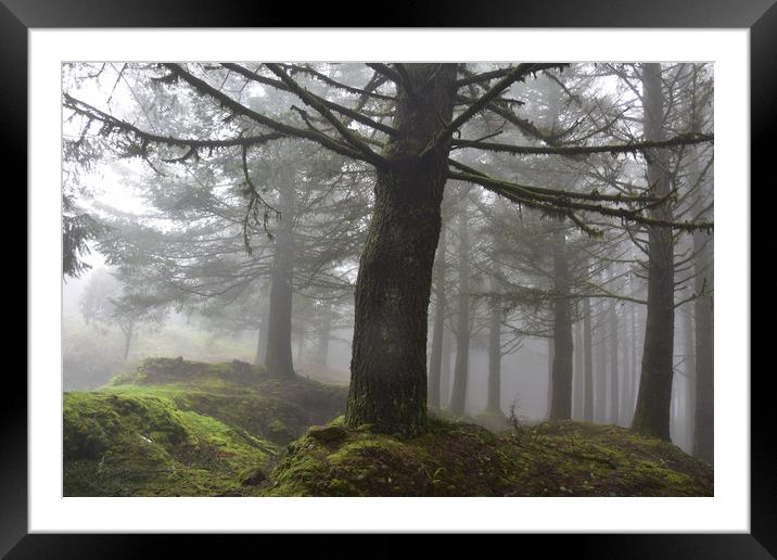 Spooky forest Framed Mounted Print by barbara walsh