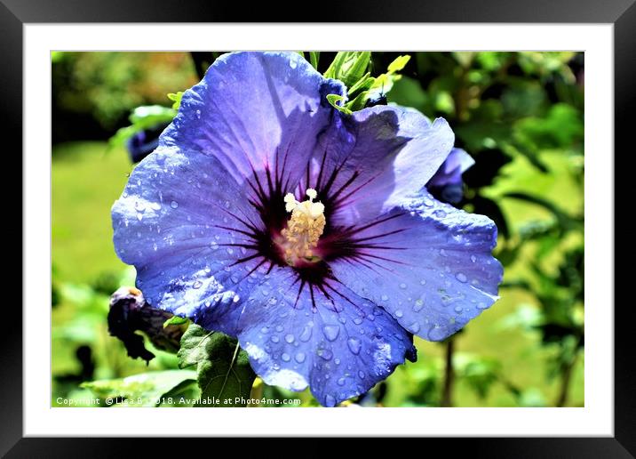 Purple Flower Framed Mounted Print by Lisa PB