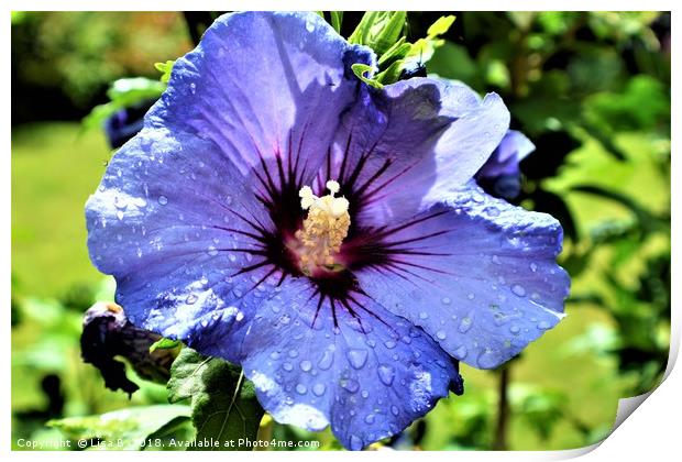 Purple Flower Print by Lisa PB