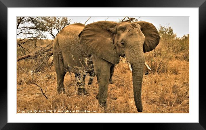 African Elephant Framed Mounted Print by Lisa PB