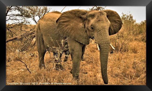 African Elephant Framed Print by Lisa PB