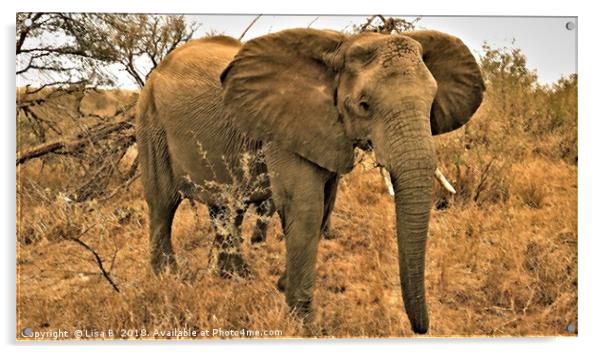 African Elephant Acrylic by Lisa PB