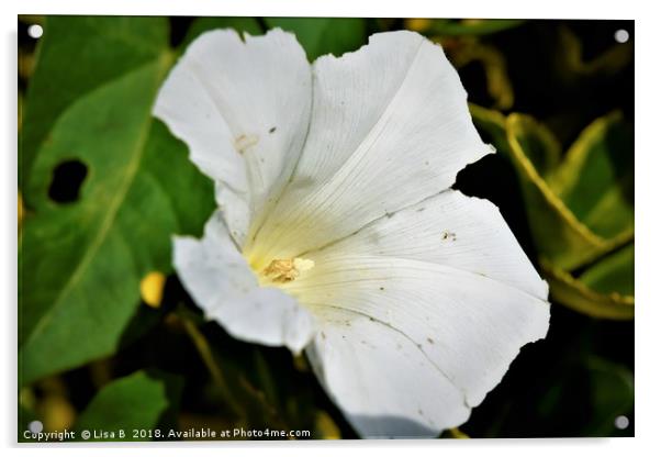 Big White Flower Acrylic by Lisa PB