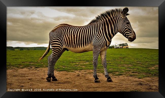 Big Zebra, Little Truck Framed Print by Lisa PB