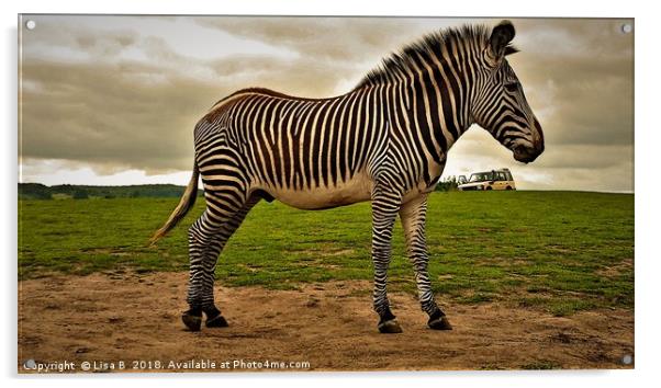 Big Zebra, Little Truck Acrylic by Lisa PB
