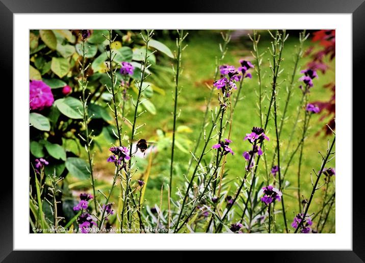 Flight Of The Bumble Bee Framed Mounted Print by Lisa PB