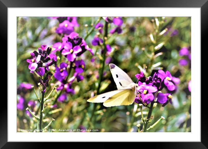 Dinner Time For The Butterfly Framed Mounted Print by Lisa PB