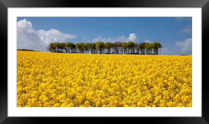 Rapeseed horizon Framed Mounted Print by Leighton Collins