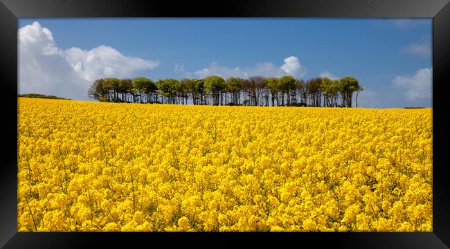 Rapeseed horizon Framed Print by Leighton Collins