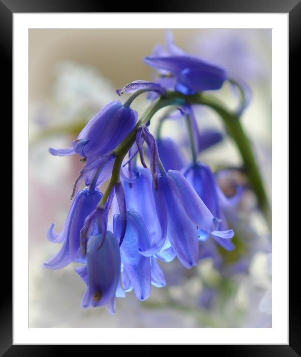 pretty bluebell Framed Mounted Print by sue davies