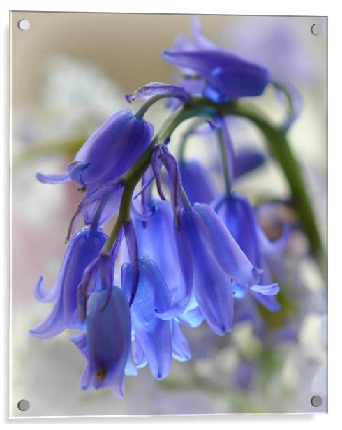 pretty bluebell Acrylic by sue davies