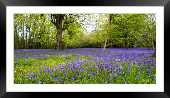 Enys Gardens Bluebells Framed Mounted Print by David Wilkins