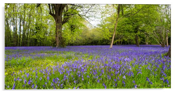 Enys Gardens Bluebells Acrylic by David Wilkins