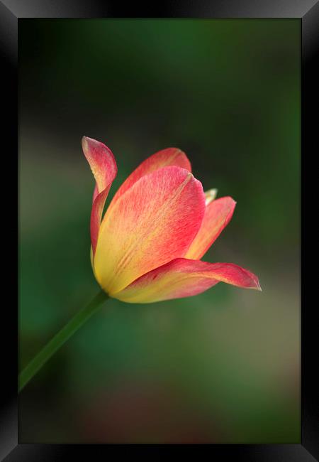 beautiful tulip Framed Print by Olena Ivanova