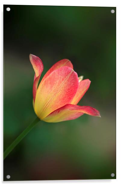 beautiful tulip Acrylic by Olena Ivanova
