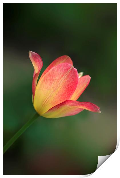beautiful tulip Print by Olena Ivanova