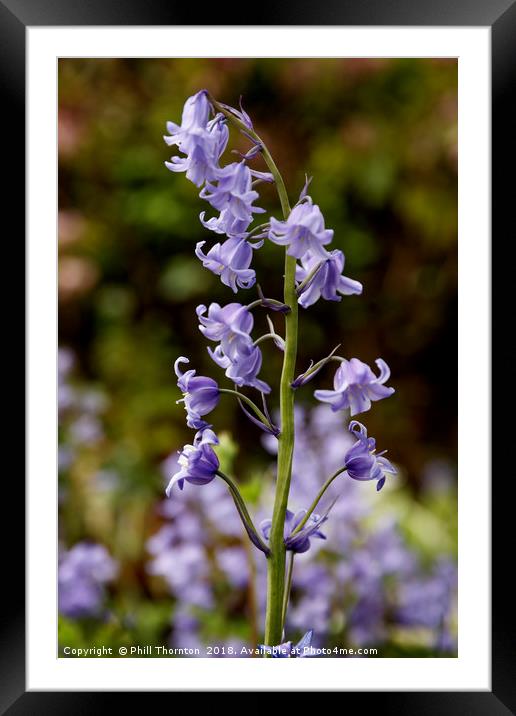 Bluebells in spring. Framed Mounted Print by Phill Thornton