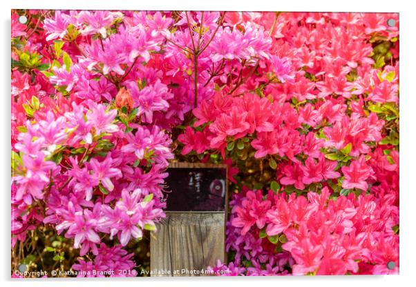 Pink Azaleas bursting with colour Acrylic by KB Photo