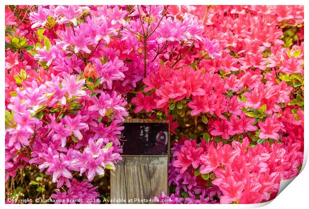 Pink Azaleas bursting with colour Print by KB Photo
