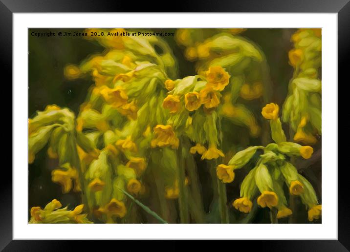 Cowslips with an Oil Painting filter Framed Mounted Print by Jim Jones