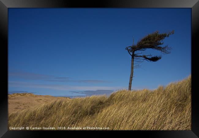 Lonely tree at Formby Beach Framed Print by Carmen Goulden
